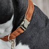 Kentucky Dog Collar Velvet Orange - Dog Collar