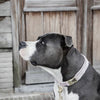 Kentucky Dog Collar Velvet Soft Rose - Dog Collar