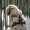 Kentucky Dog Harness Active Velvet Black - BLACK / XXS - Dog Harness