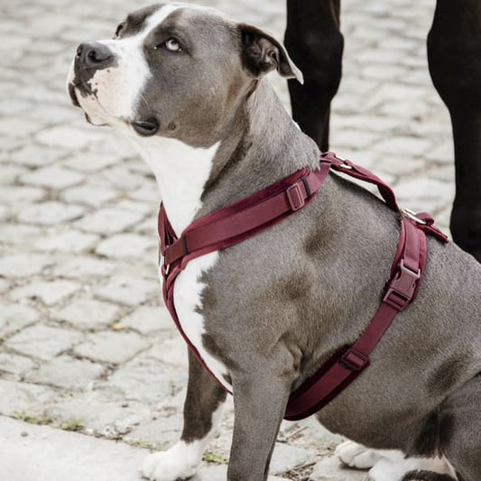 Boomerang Equestrian - Kentucky Dog Harness Active Velvet Bordeaux