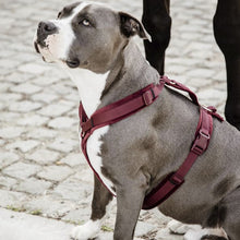  Kentucky Dog Harness Active Velvet Bordeaux - Animals & Pet Supplies