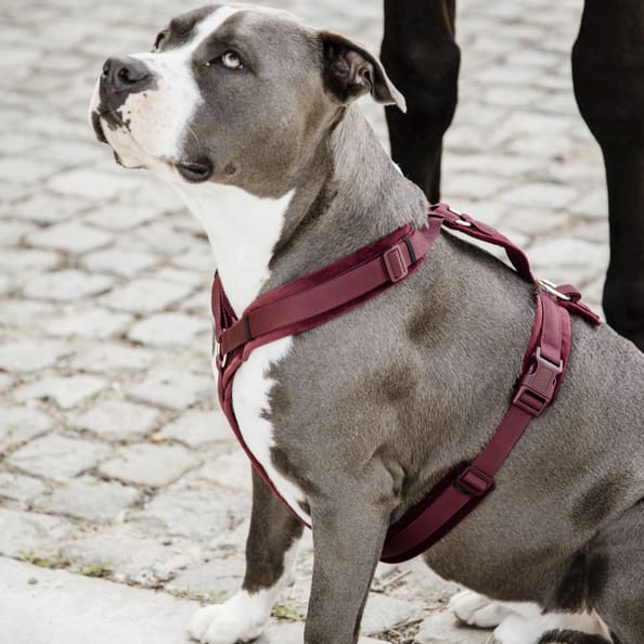 Boomerang sales dog harness