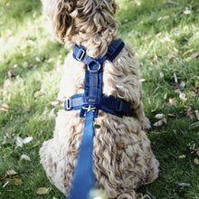  Kentucky Dog Harness Active Velvet Navy - Dog Harness