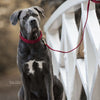 Kentucky Dog Lead Corduroy Red - RED / 120CM - Dog Lead