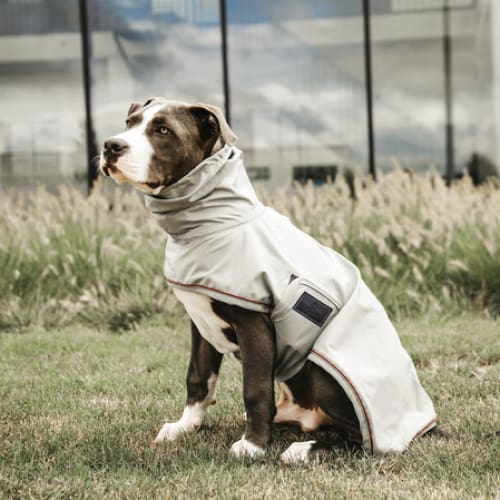 Kentucky Dog Raincoat Dusty Blue - Dog Coat