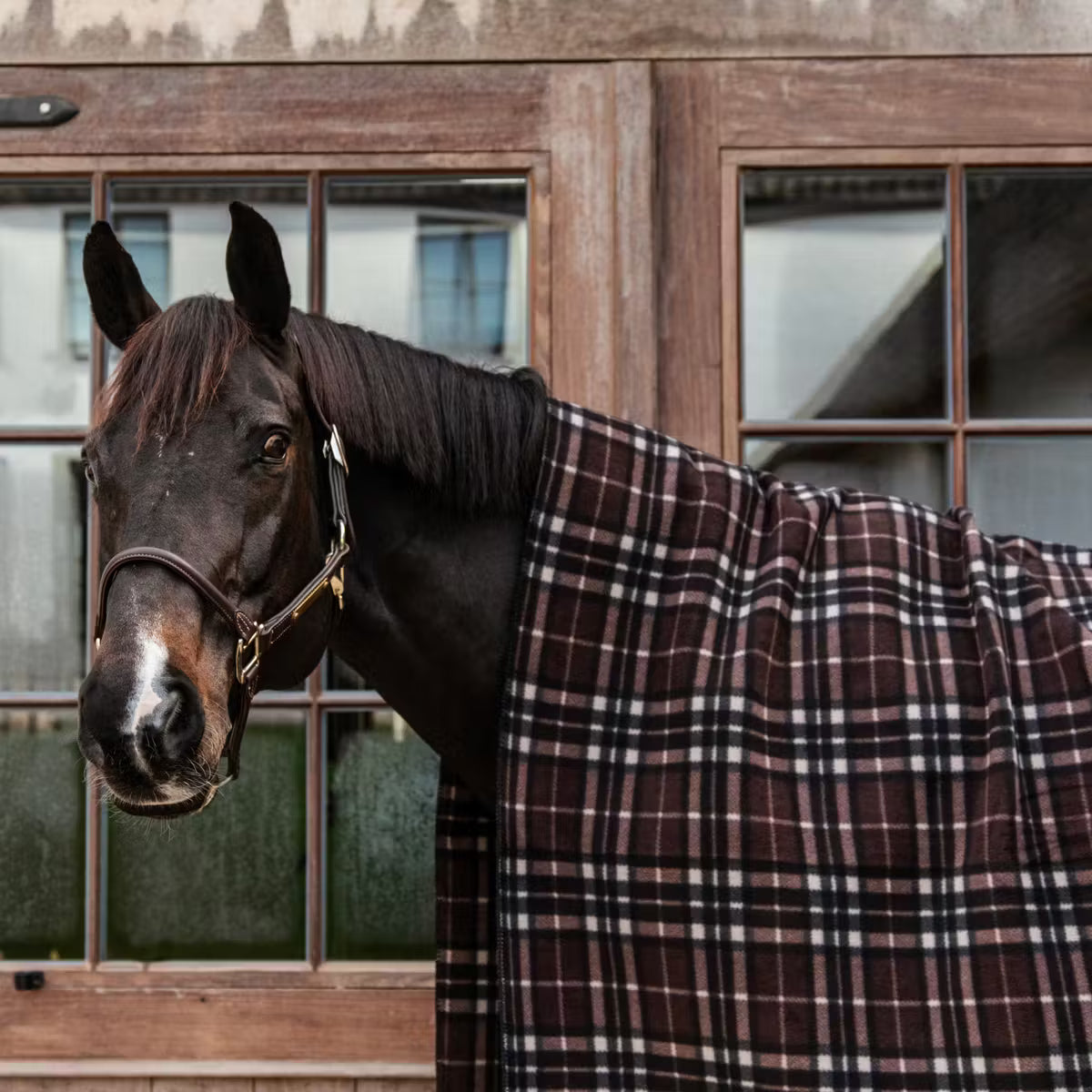 Checked fleece rug over a horse with a barn background