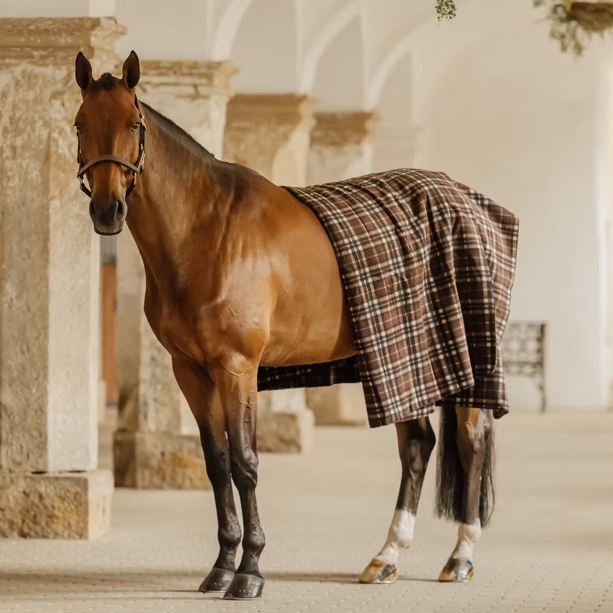 Checked fleece rug over a horse with a building background