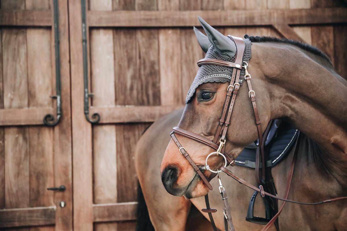 Brown horse with bridle and saddle in front of wooden stable doors