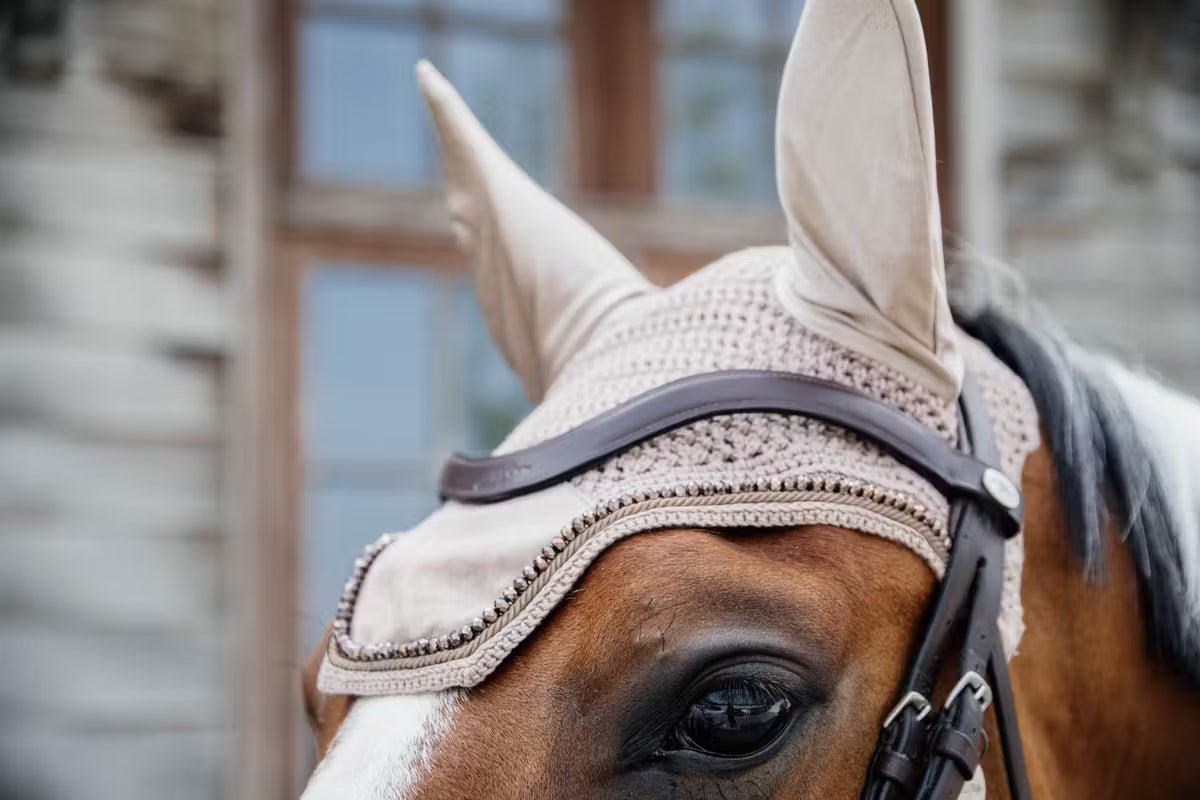 Close-up of a horse's head wearing a beige bridle with a blurred background