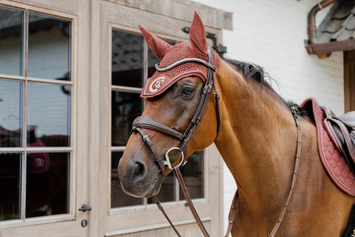 Brown horse with a red ear bonnet standing in front of a building with glass doors.