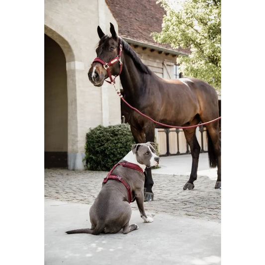 Boomerang Equestrian - Kentucky Lead Rope Basic Bordeaux