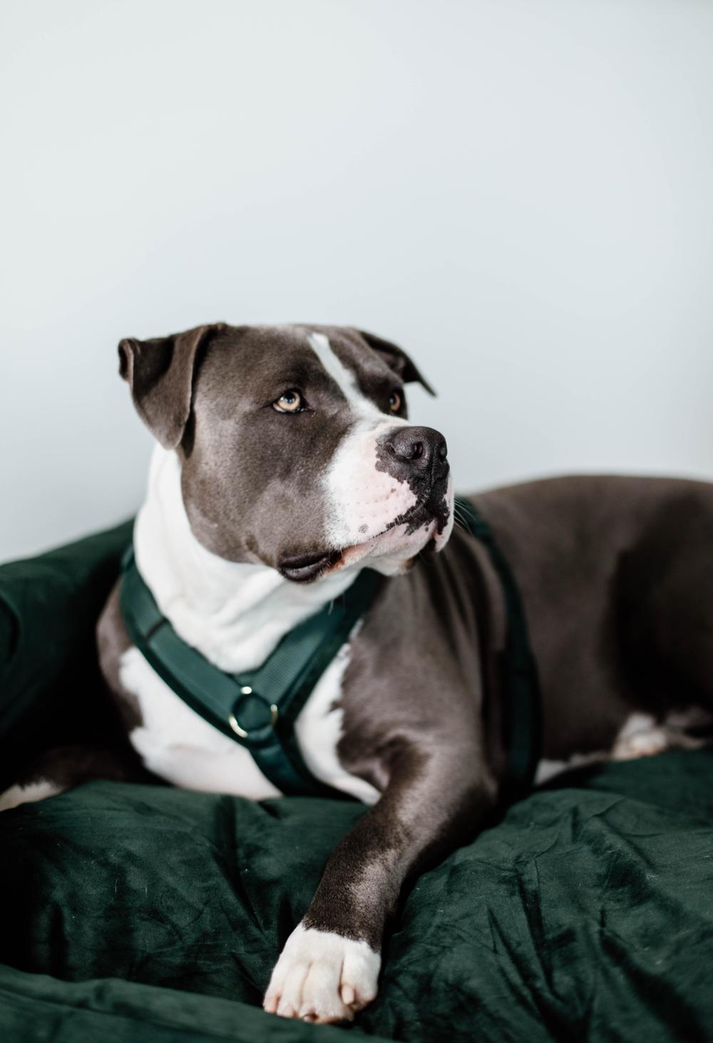 Dog wearing a green harness sitting on a dark green cushion with a plain background