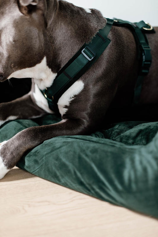 Dog lying on a green cushion wearing a green harness.