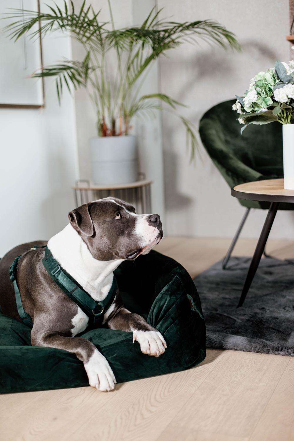 Dog lying on a green cushion in a living room with plants and furniture.