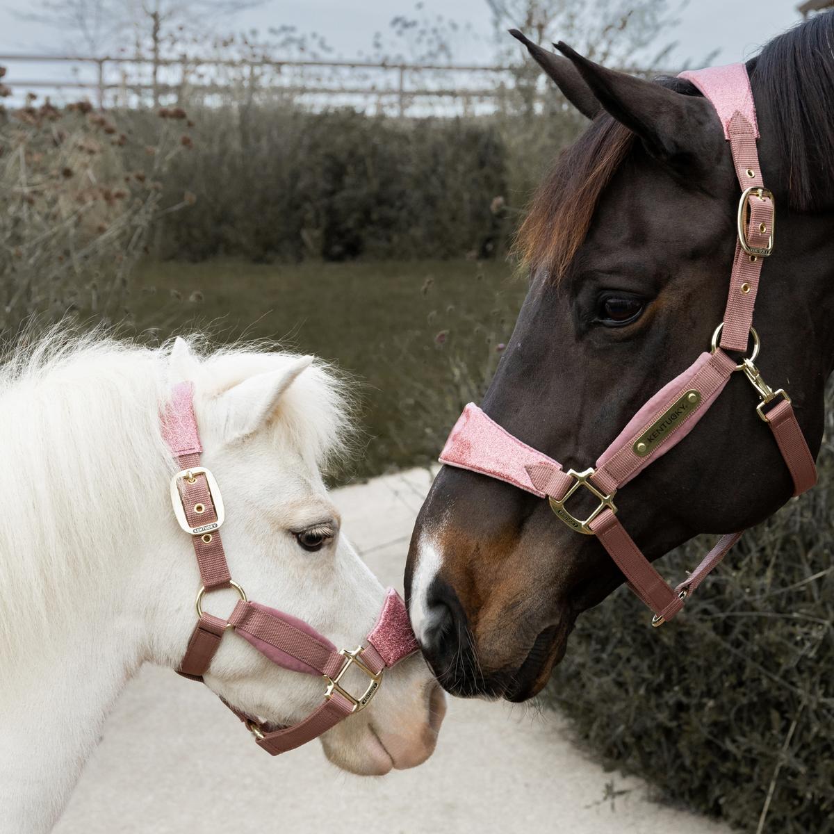 Two horses wearing pink halters in a grassy field.