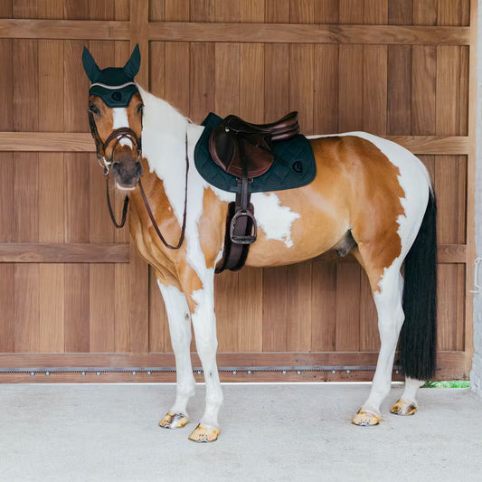 Horse with a saddle and bridle standing in front of a wooden stable door.