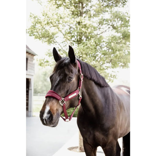Boomerang Equestrian - Kentucky Velvet Halter Bordeaux