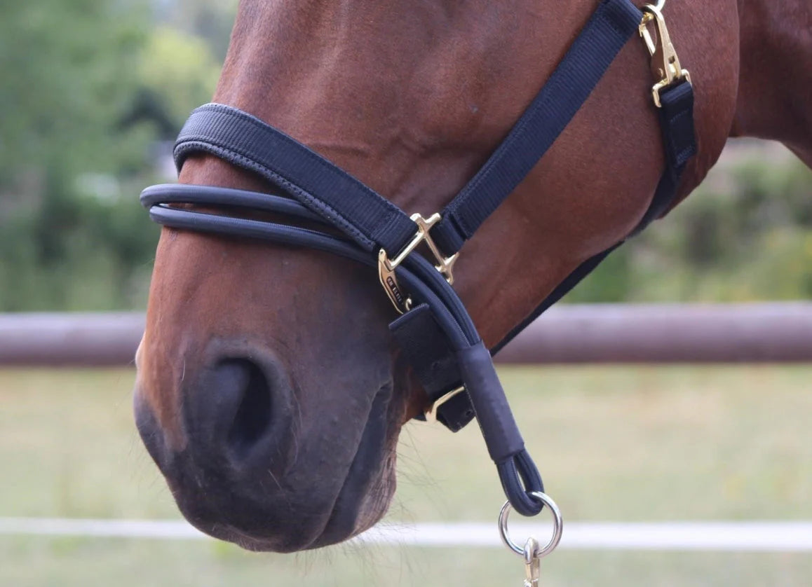 Close-up of a horse's head wearing a blue bridle with a blurred background