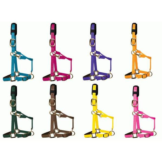 Boomerang Equestrian - KM Elite Headcollar