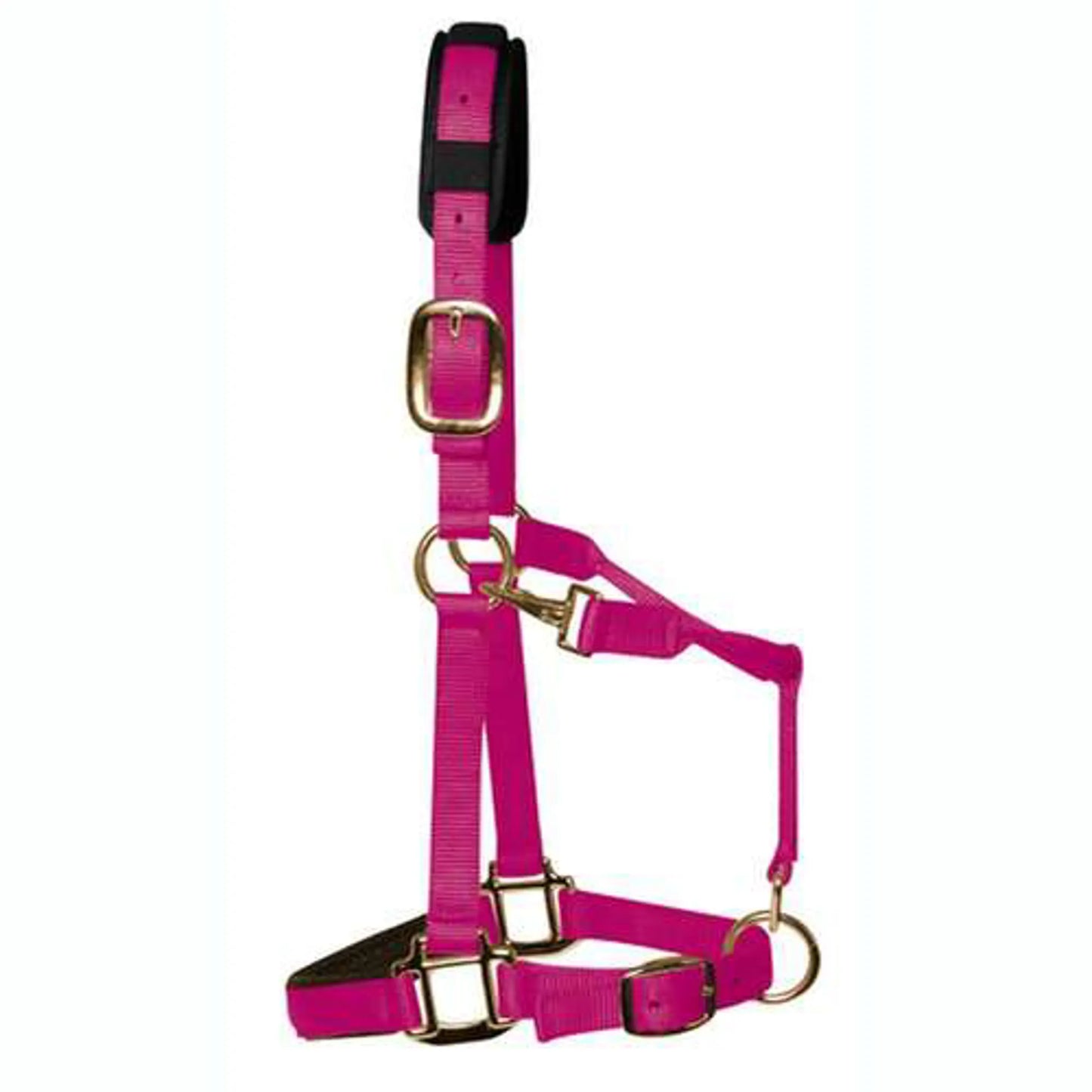 Pink horse halter with gold hardware on a white background