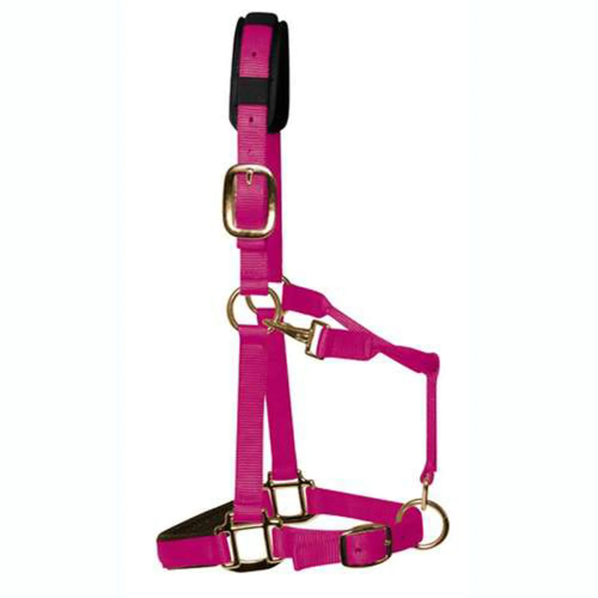 Pink horse halter with gold hardware on a white background