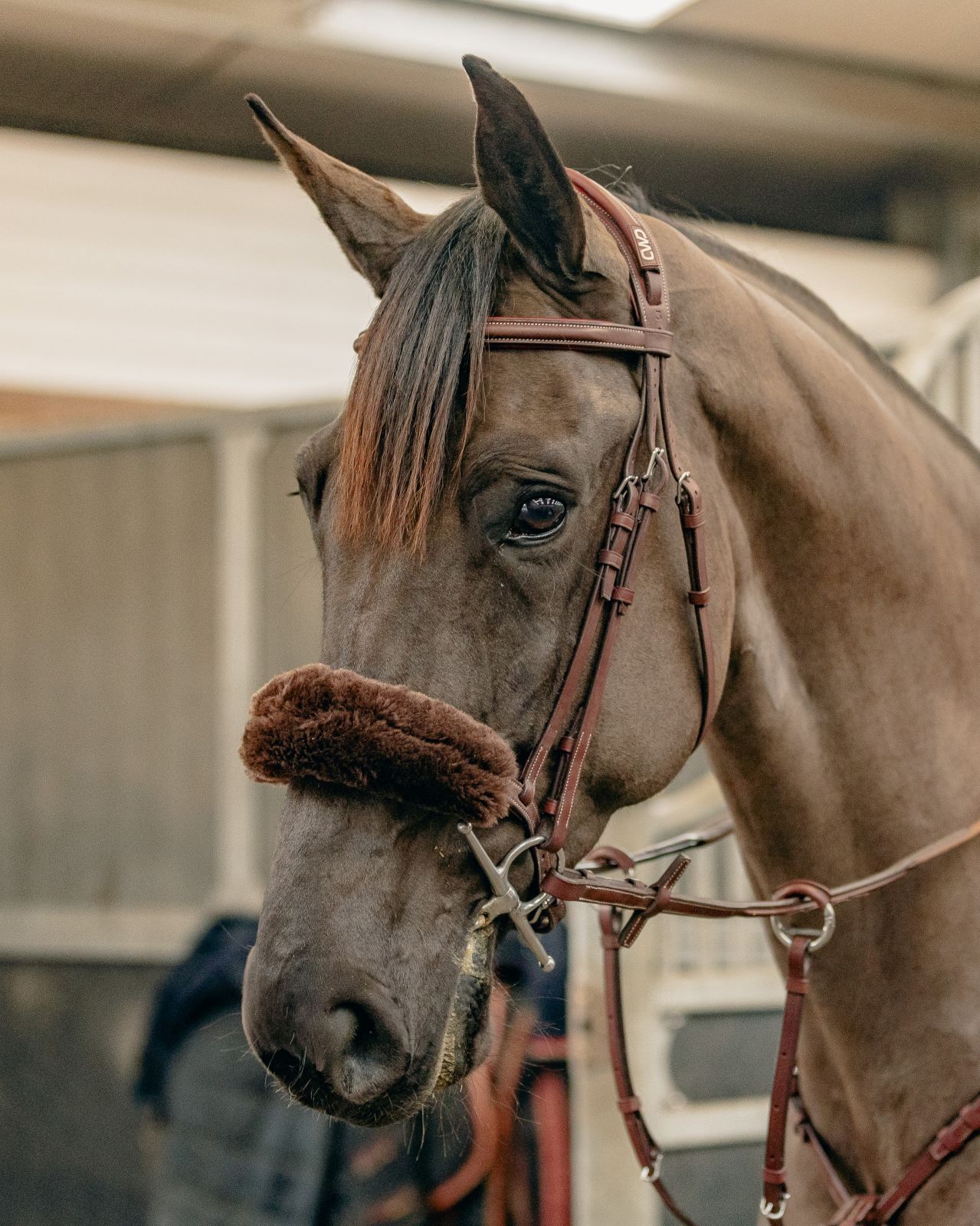 Brown horse wearing a bridle in an indoor setting