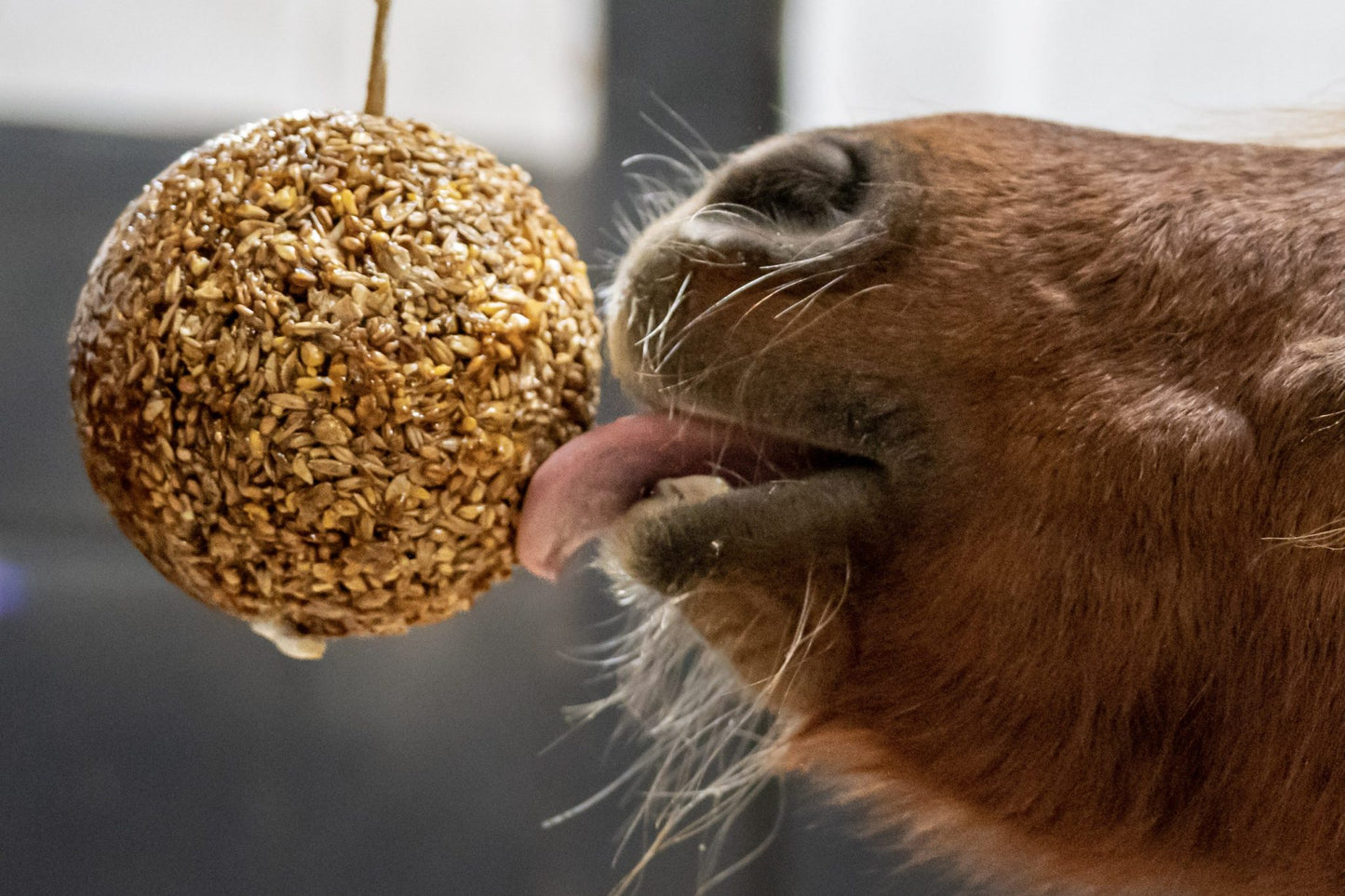 Close-up of a horse interacting with a treat ball