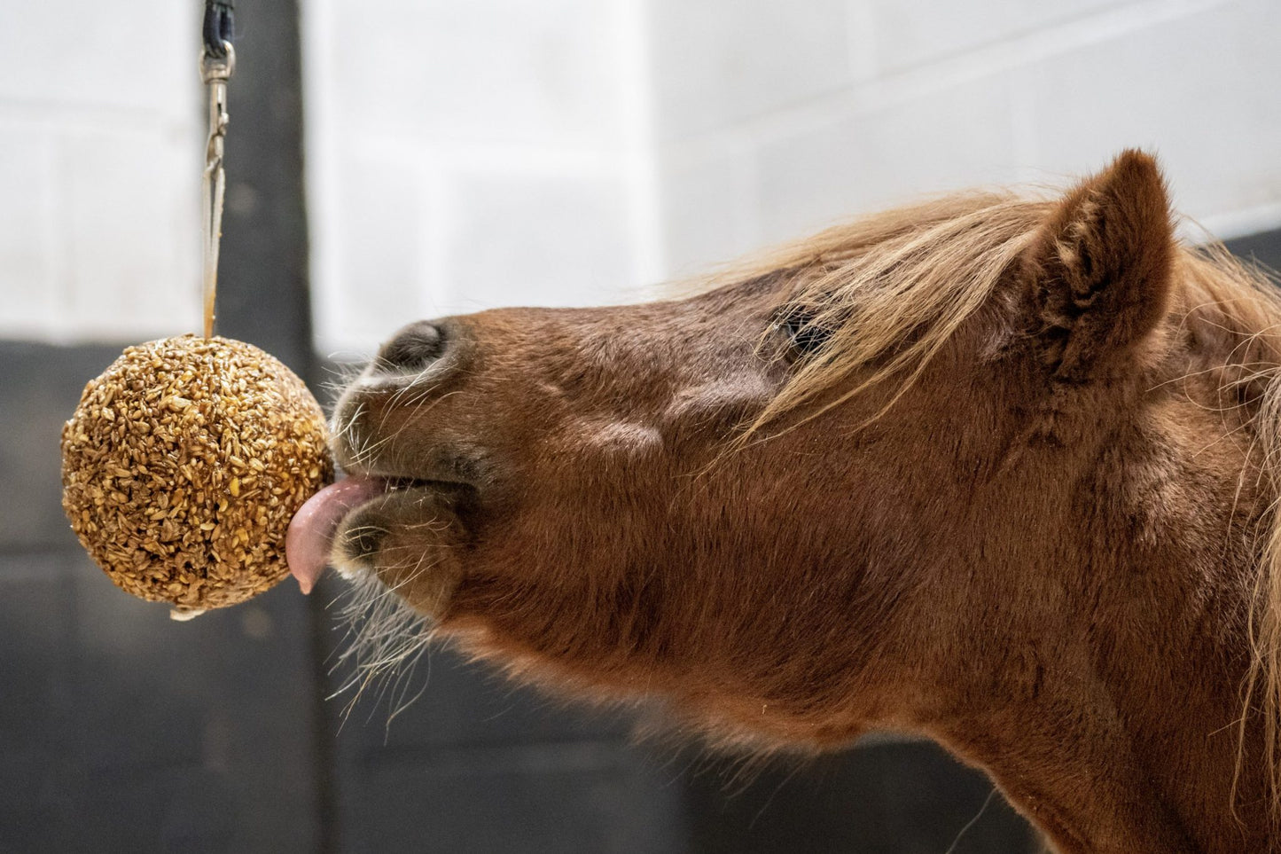 Horse licking a ball on a blurred background