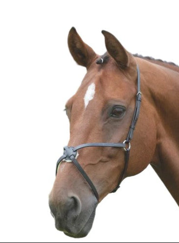 Brown horse with a bridle on a white background