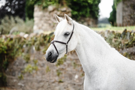 White horse with a bridle standing in a natural setting with greenery and stone wall.