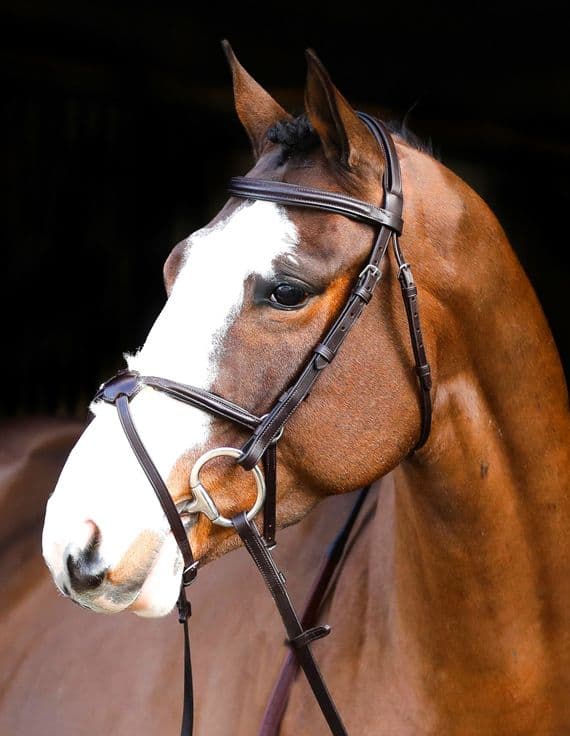 Horse wearing a brown bridle with a dark background