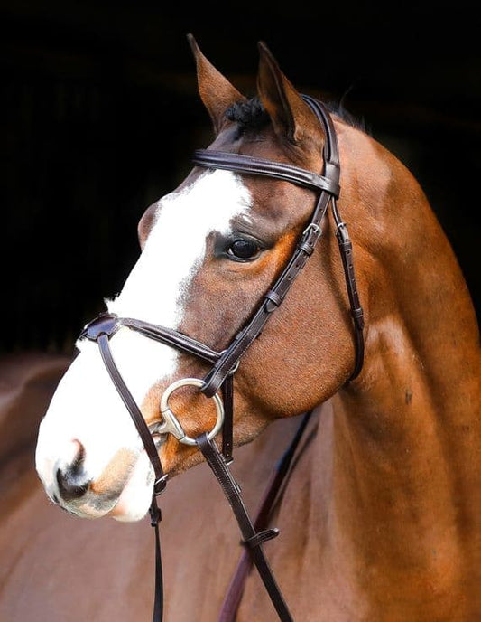 Horse wearing a brown bridle with a dark background