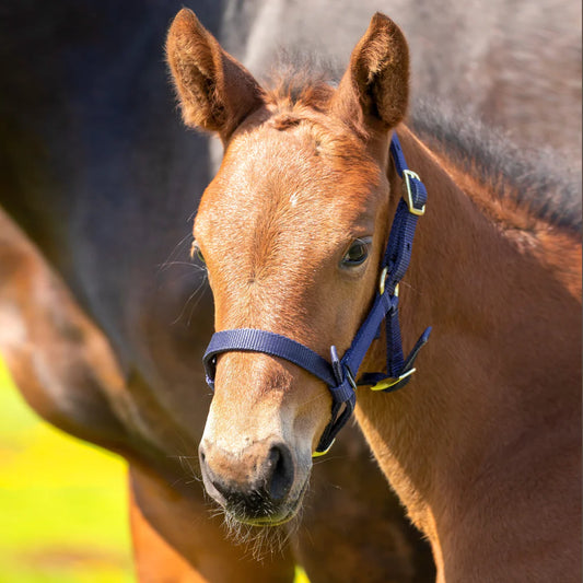 Brown horse wearing a blue headcollar in a field