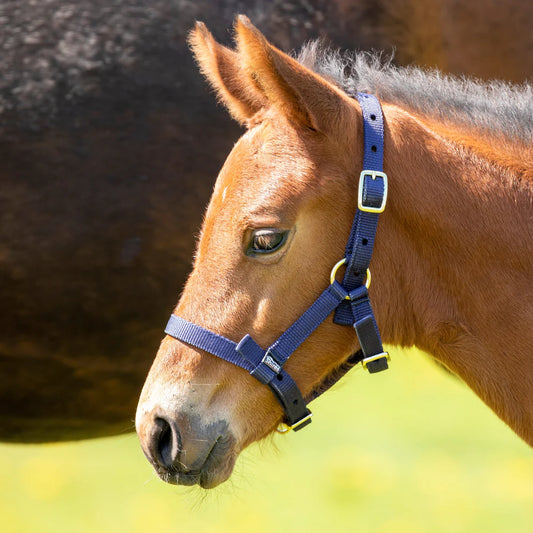 Brown horse wearing a blue halter in a field