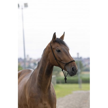 Brown horse wearing a halter in an outdoor setting