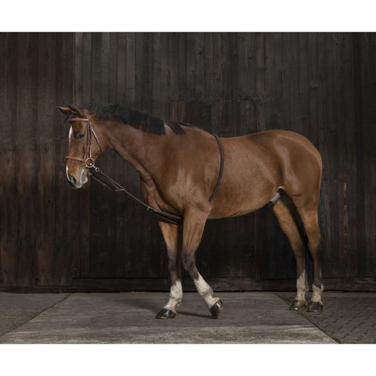 Brown horse standing with a lunging aid with a dark wooden door in the background