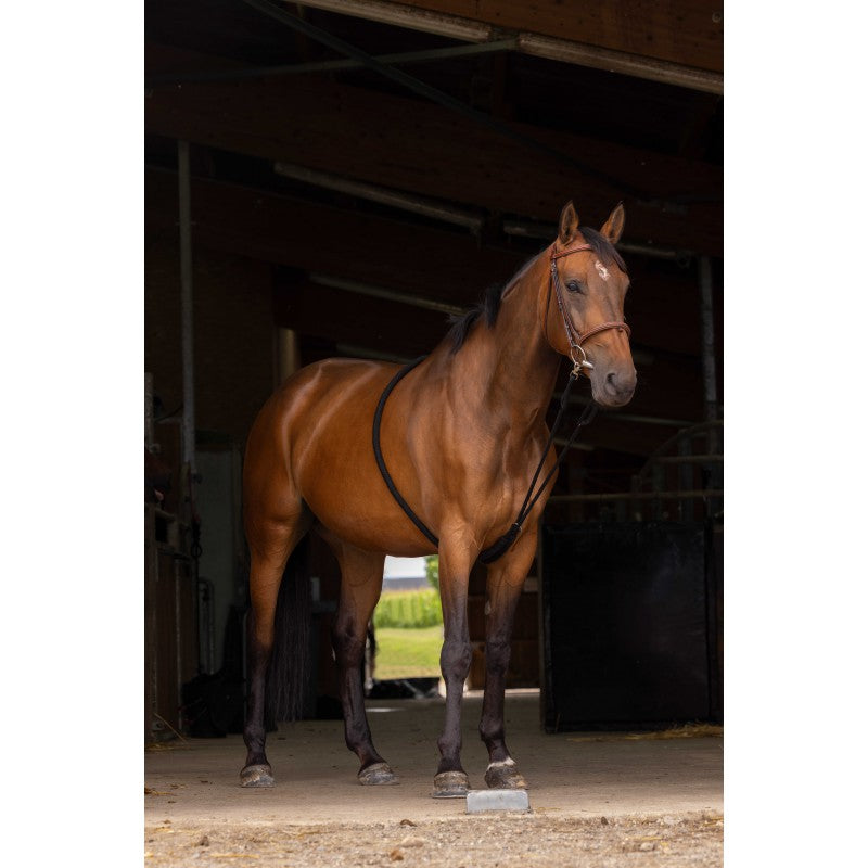 Brown horse standing in a stable with a training aid on
