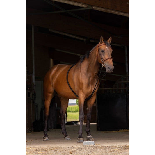 Brown horse standing in a stable with a training aid on