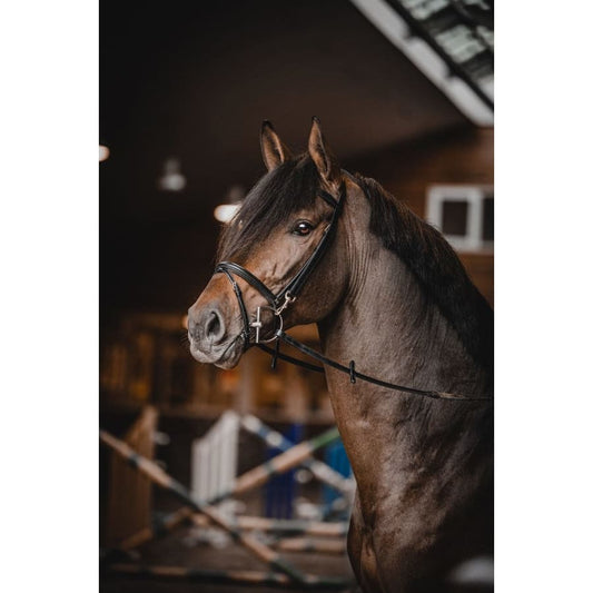 Boomerang Equestrian - One Equestrian Training Bridle Black
