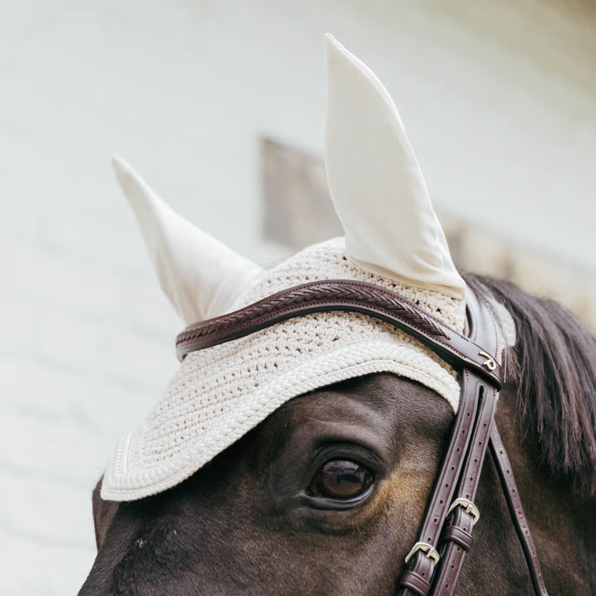 Horse wearing a beige ear bonnet with a blurred background