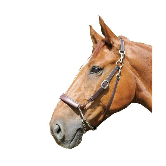 Boomerang Equestrian - Privilege Equitation Eric Le Tixerant Equi Halter Havana