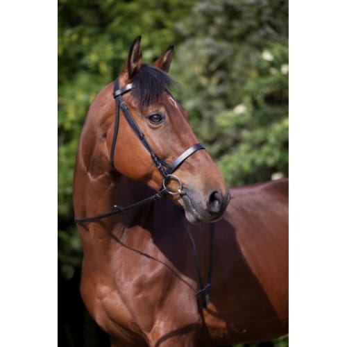 Horse wearing a brown bridle on a blurry tree background.