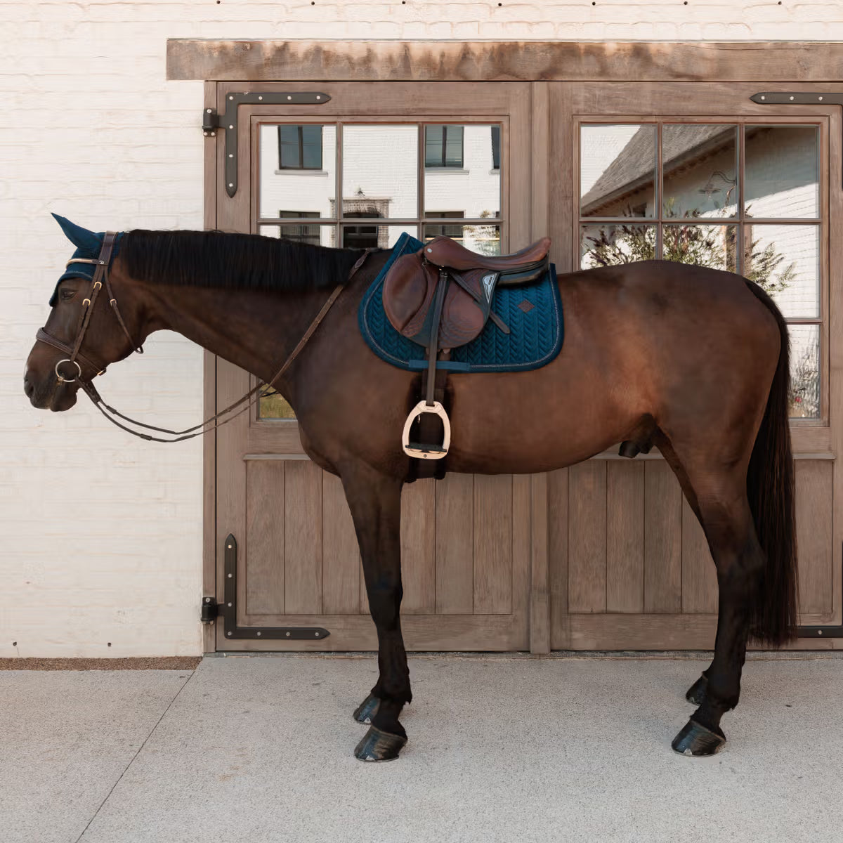 Horse with a blue saddle and bridle standing in front of a wooden door.