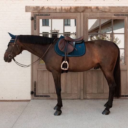 Horse with a blue saddle and bridle standing in front of a wooden door.