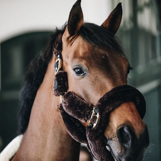 Brown horse wearing a brown headcollar on a blurred background