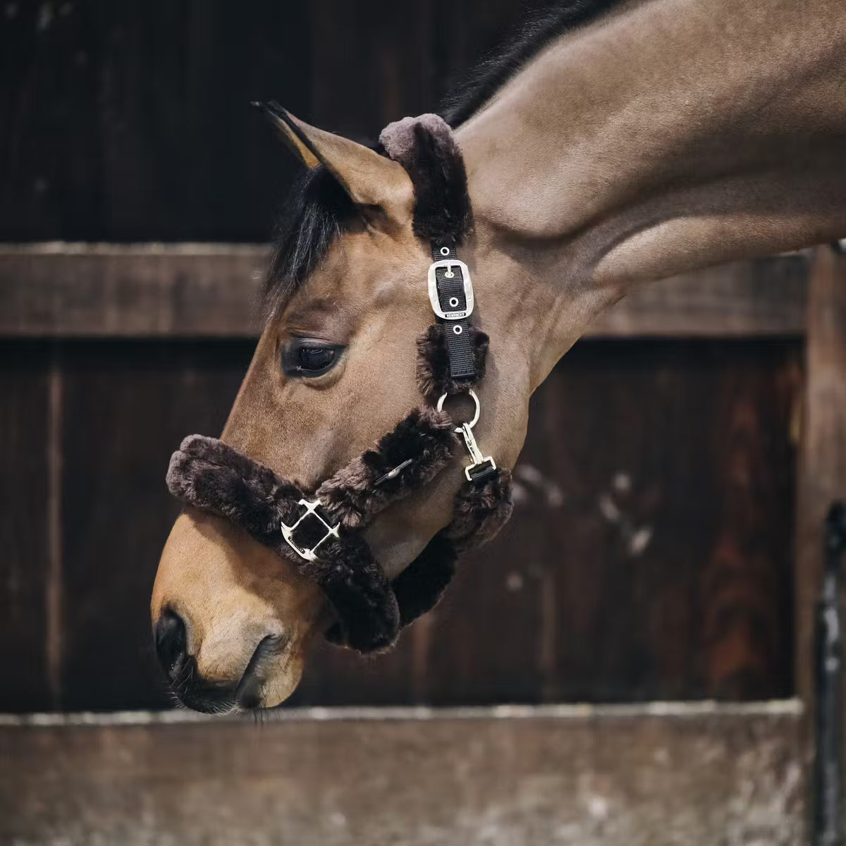 Horse wearing a headstall with a dark brown fur trim in a stable.