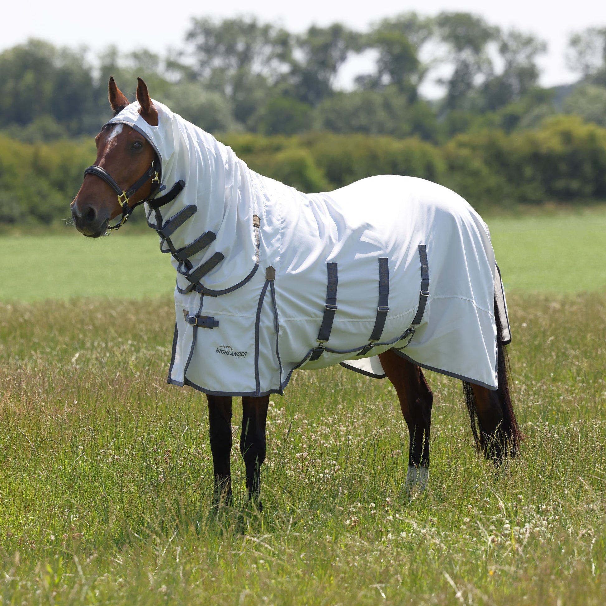 Horse wearing a white fly sheet in a grassy field with trees in the background