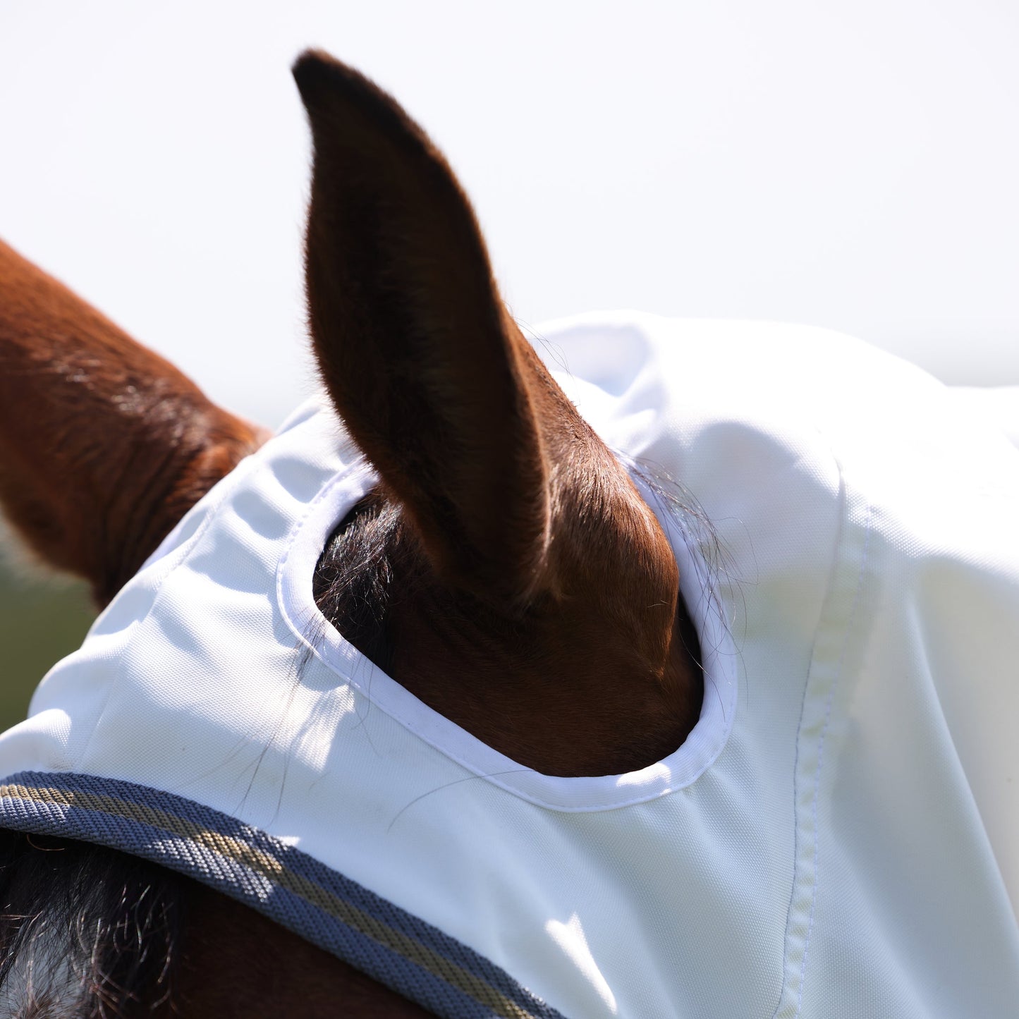 Close-up of a horse wearing a white fly mask with a blurred background