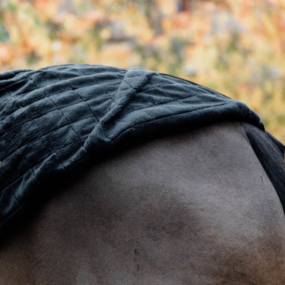 Close-up of a horse wearing a dark blue blanket with a blurred natural background