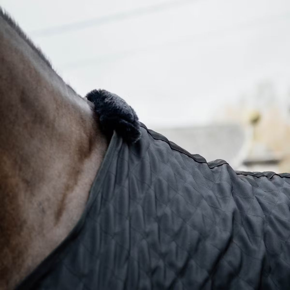 Horse wearing a dark quilted blanket with a blurred background